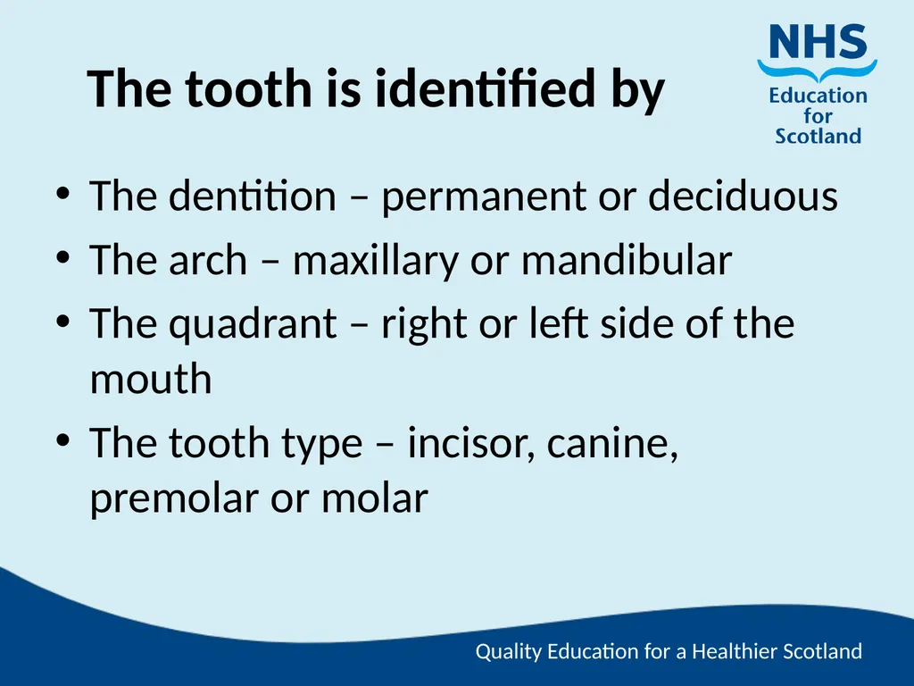Tooth Morphology (the study of the form of teeth) - slide 49 of 69