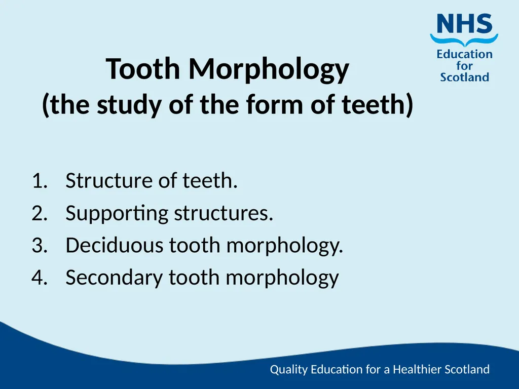 Tooth Morphology (the study of the form of teeth) - slide 1 of 69