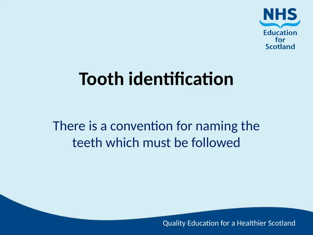 Tooth Morphology (the study of the form of teeth) - slide 48 of 69