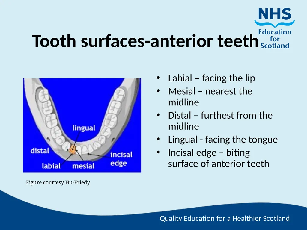 Tooth Morphology (the study of the form of teeth) - slide 47 of 69