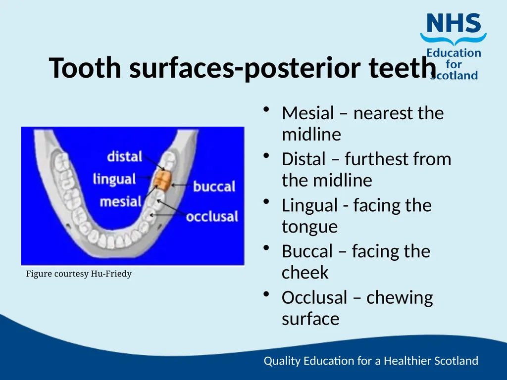 Tooth Morphology (the study of the form of teeth) - slide 46 of 69
