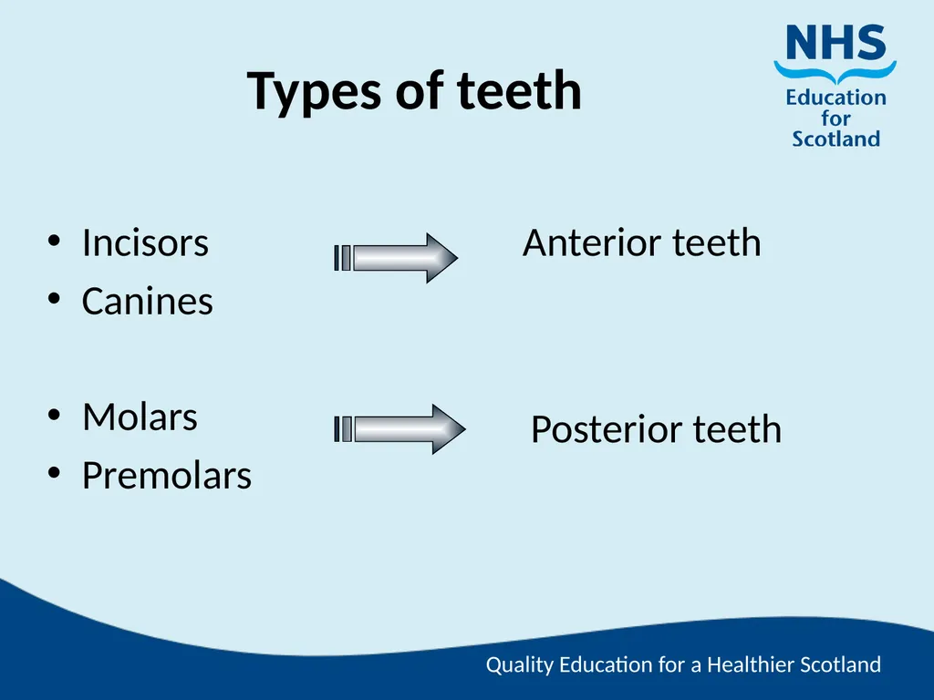Tooth Morphology (the study of the form of teeth) - slide 6 of 69