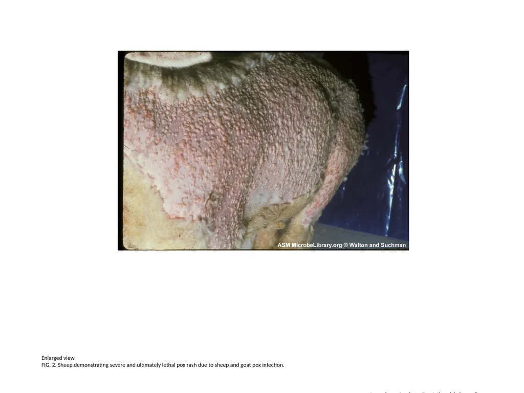 Enlarged view FIG. 1. Close-up photo of sheep - slide 2 of 4