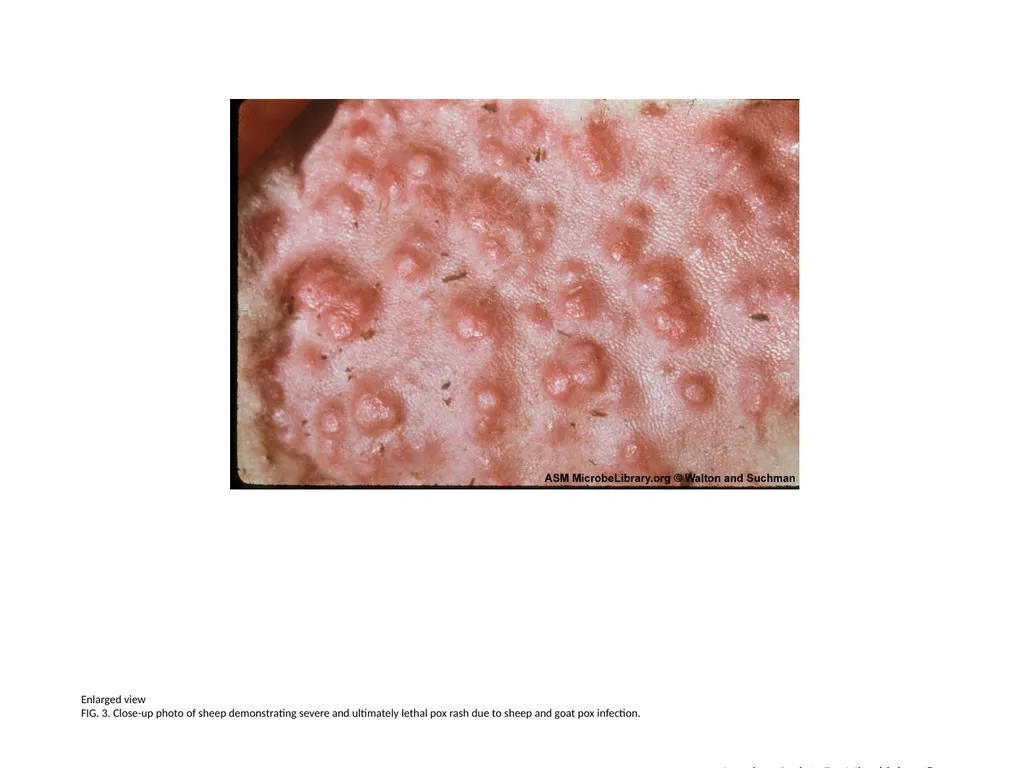 Enlarged view FIG. 1. Close-up photo of sheep - slide 3 of 4