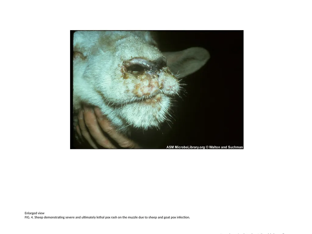 Enlarged view FIG. 1. Close-up photo of sheep - slide 4 of 4