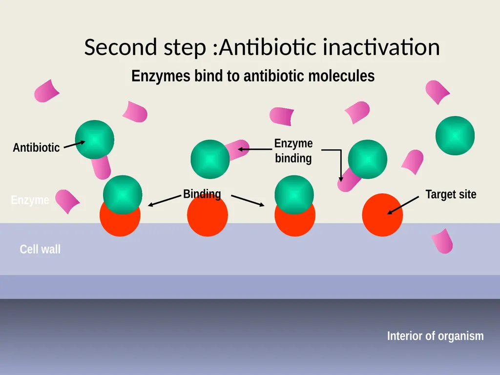 3rd lecture in Antibiotics The Antimicrobial - slide 21 of 32