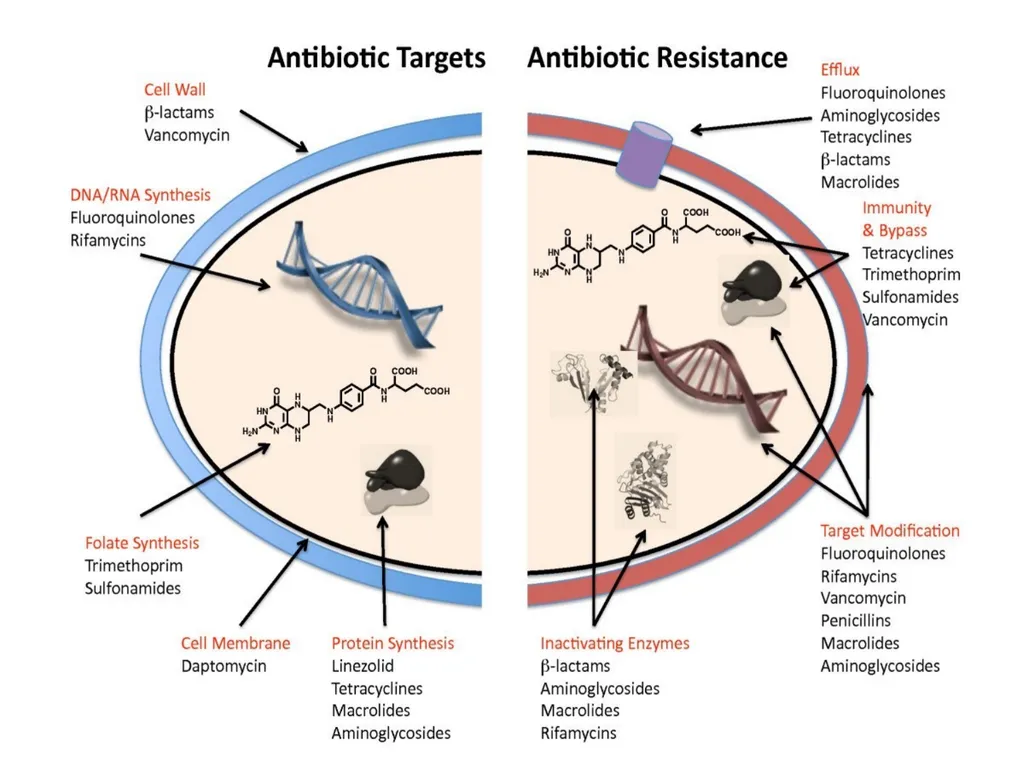3rd lecture in Antibiotics The Antimicrobial - slide 15 of 32