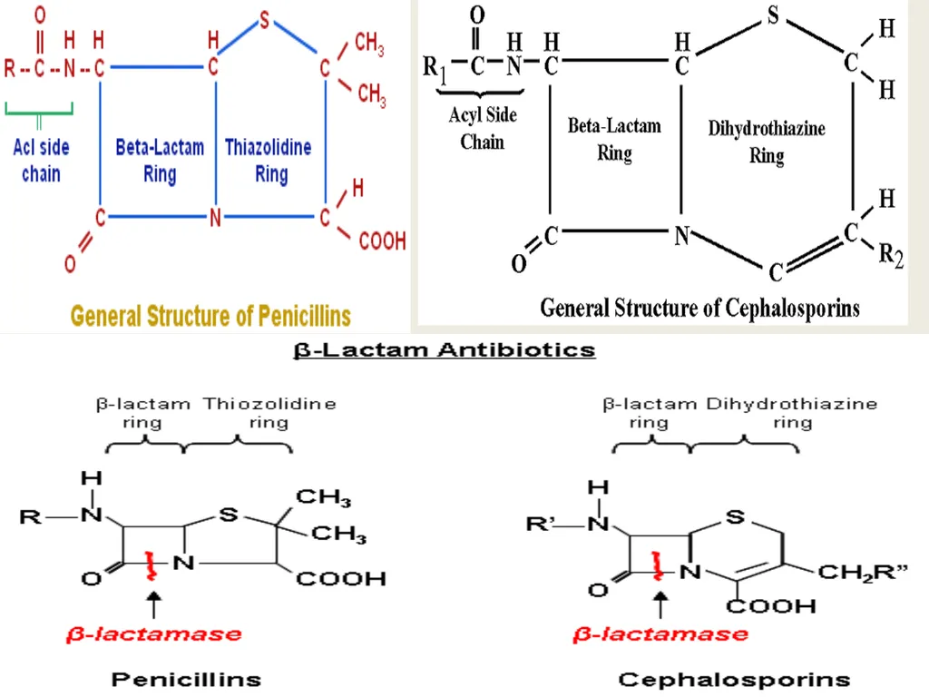 3rd lecture in Antibiotics The Antimicrobial - slide 17 of 32