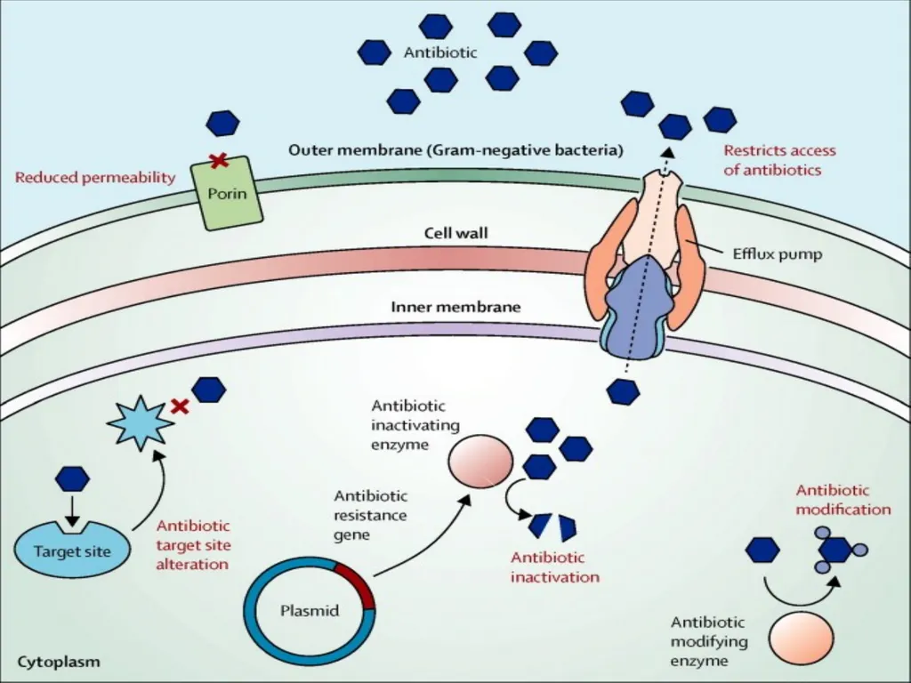 3rd lecture in Antibiotics The Antimicrobial - slide 27 of 32