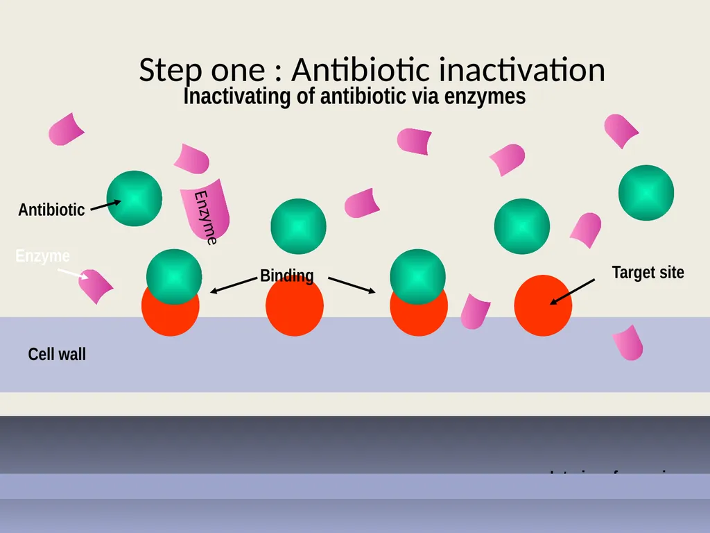 3rd lecture in Antibiotics The Antimicrobial - slide 20 of 32