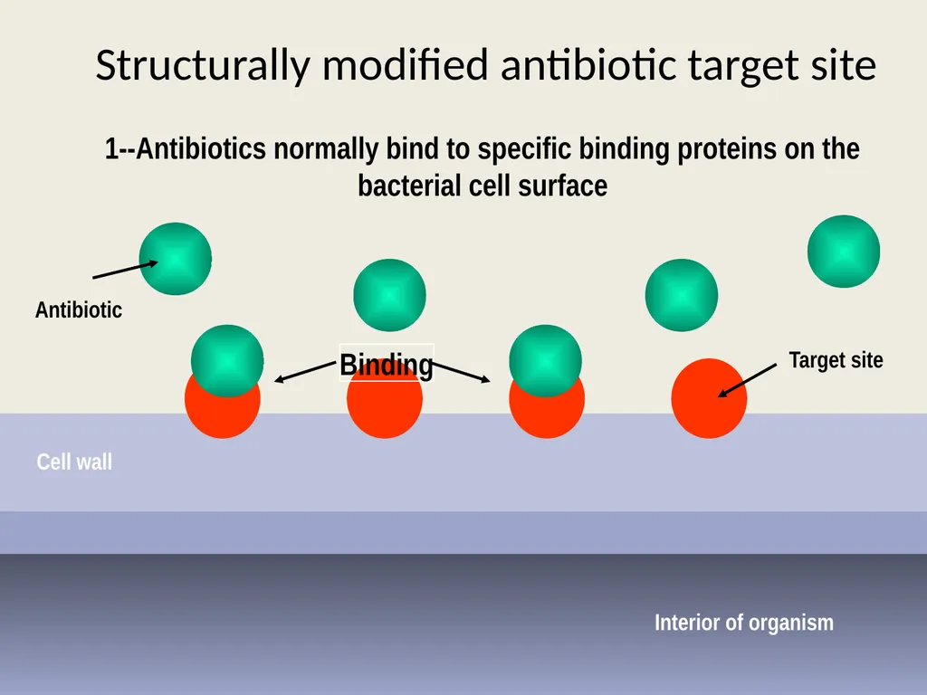 3rd lecture in Antibiotics The Antimicrobial - slide 24 of 32