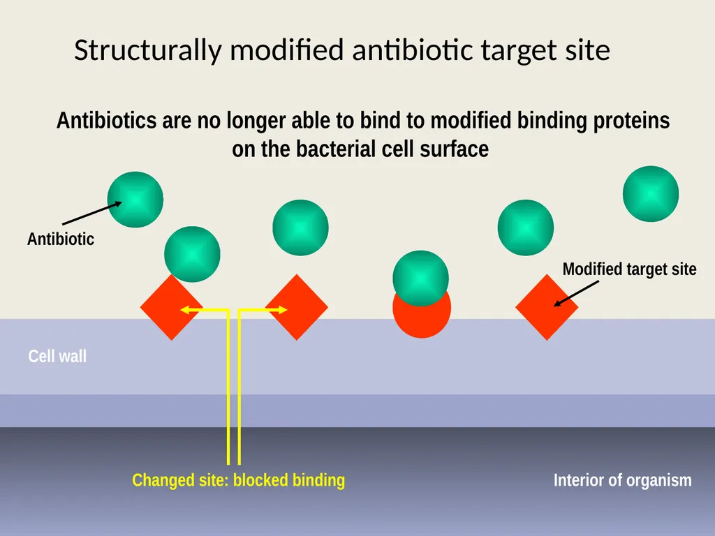 3rd lecture in Antibiotics The Antimicrobial - slide 25 of 32