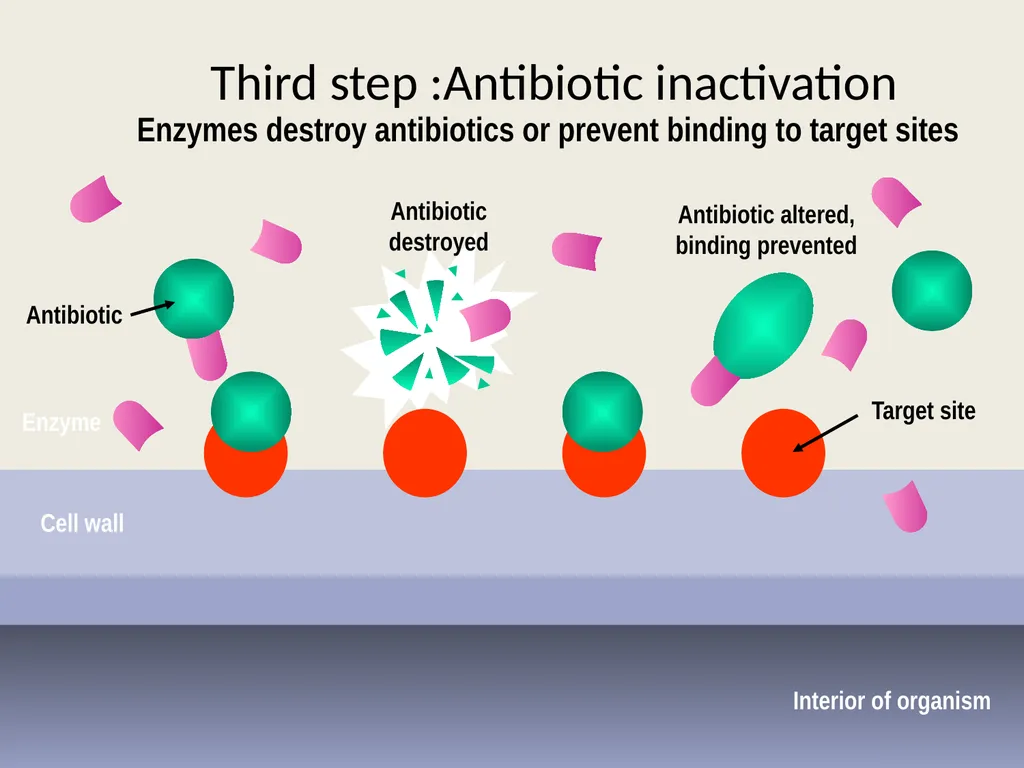 3rd lecture in Antibiotics The Antimicrobial - slide 22 of 32