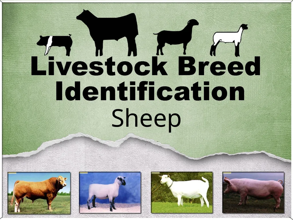 1 Sheep 2 Border Leicester Origin: Northumberland, - slide 1 of 45