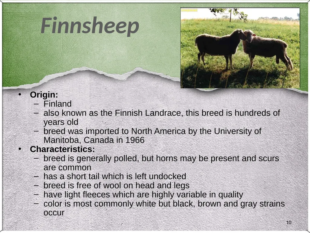 1 Sheep 2 Border Leicester Origin: Northumberland, - slide 10 of 45