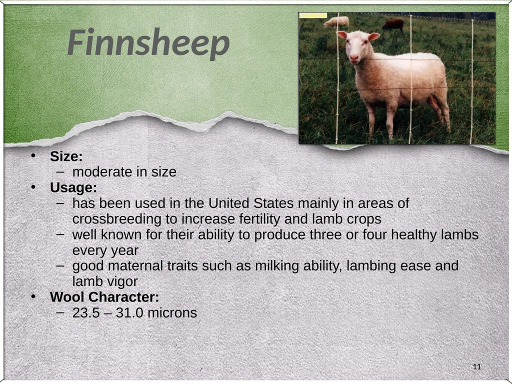 1 Sheep 2 Border Leicester Origin: Northumberland, - slide 11 of 45