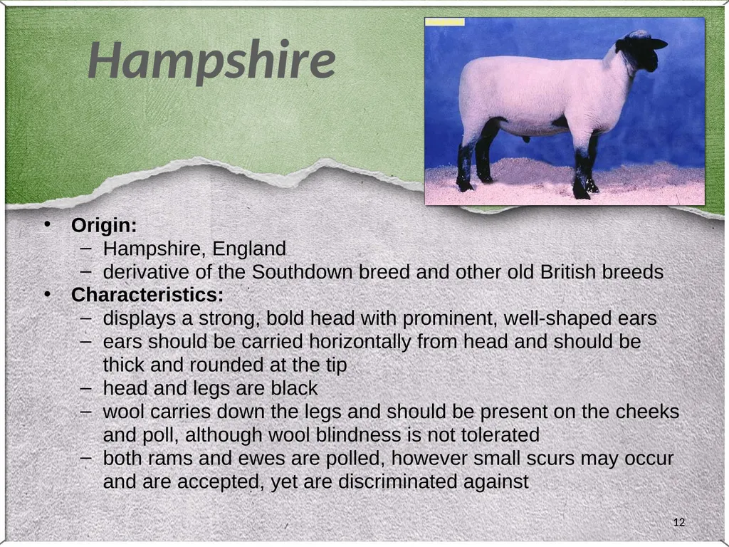 1 Sheep 2 Border Leicester Origin: Northumberland, - slide 12 of 45