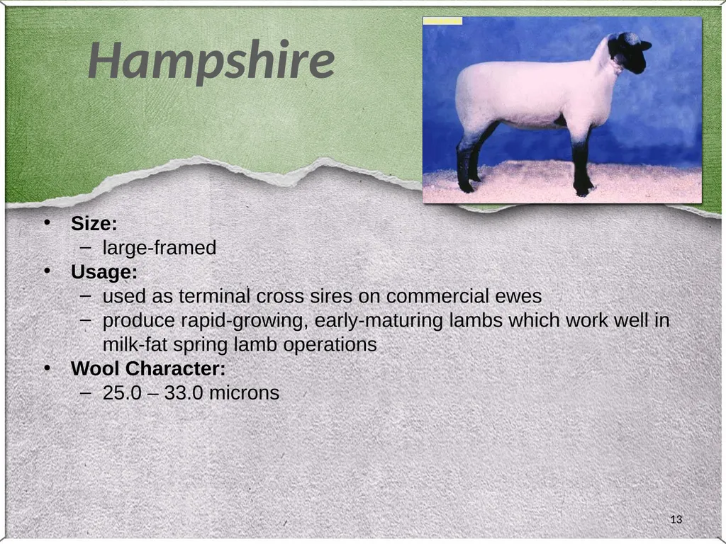 1 Sheep 2 Border Leicester Origin: Northumberland, - slide 13 of 45