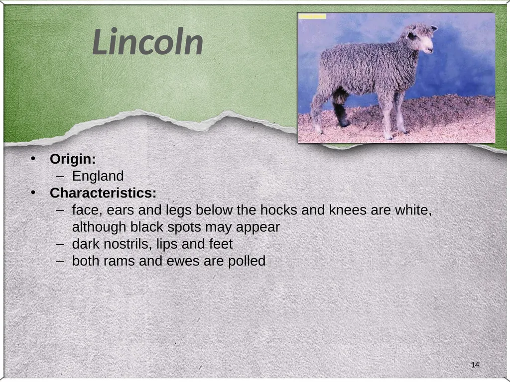 1 Sheep 2 Border Leicester Origin: Northumberland, - slide 14 of 45