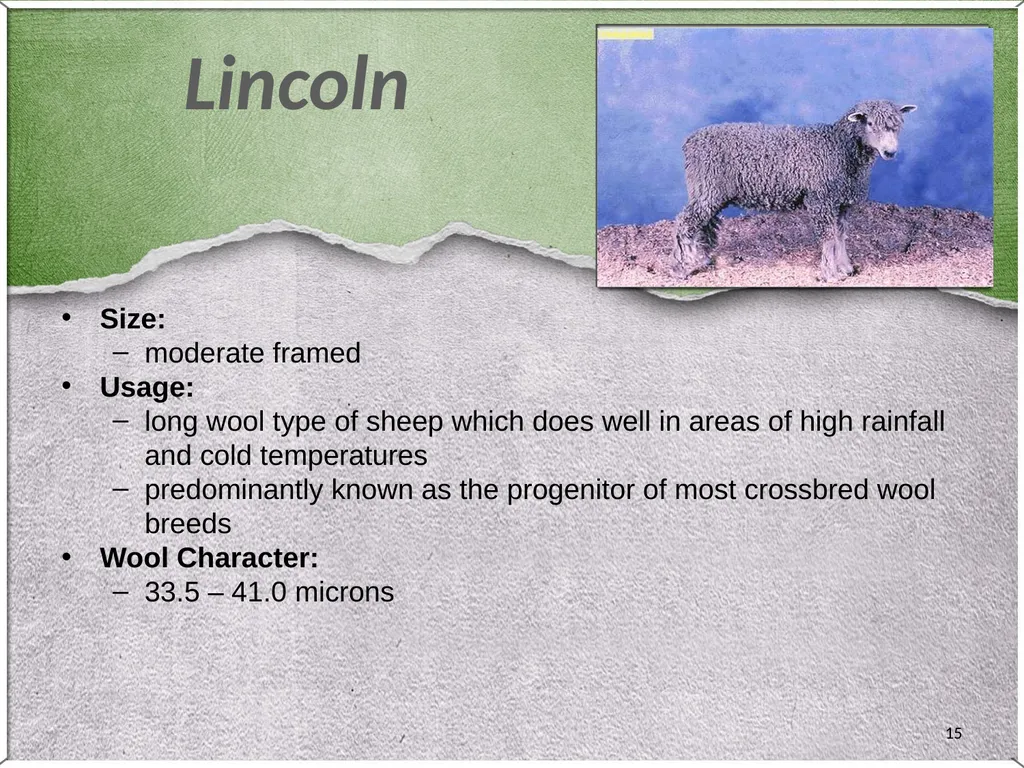 1 Sheep 2 Border Leicester Origin: Northumberland, - slide 15 of 45
