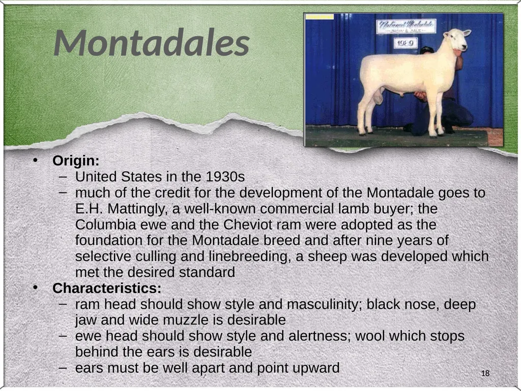 1 Sheep 2 Border Leicester Origin: Northumberland, - slide 18 of 45