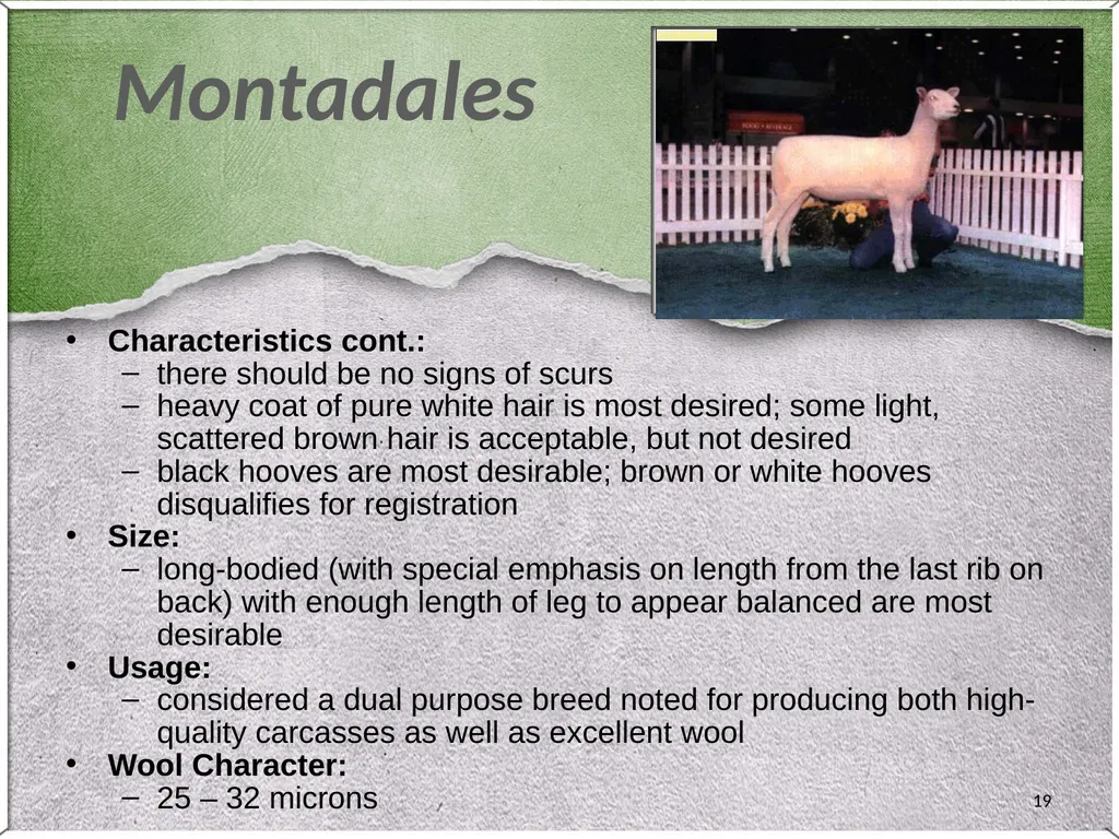 1 Sheep 2 Border Leicester Origin: Northumberland, - slide 19 of 45