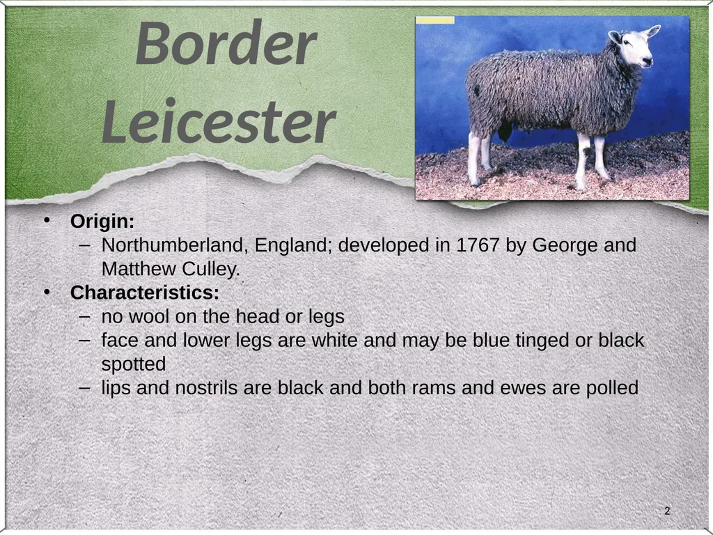 1 Sheep 2 Border Leicester Origin: Northumberland, - slide 2 of 45