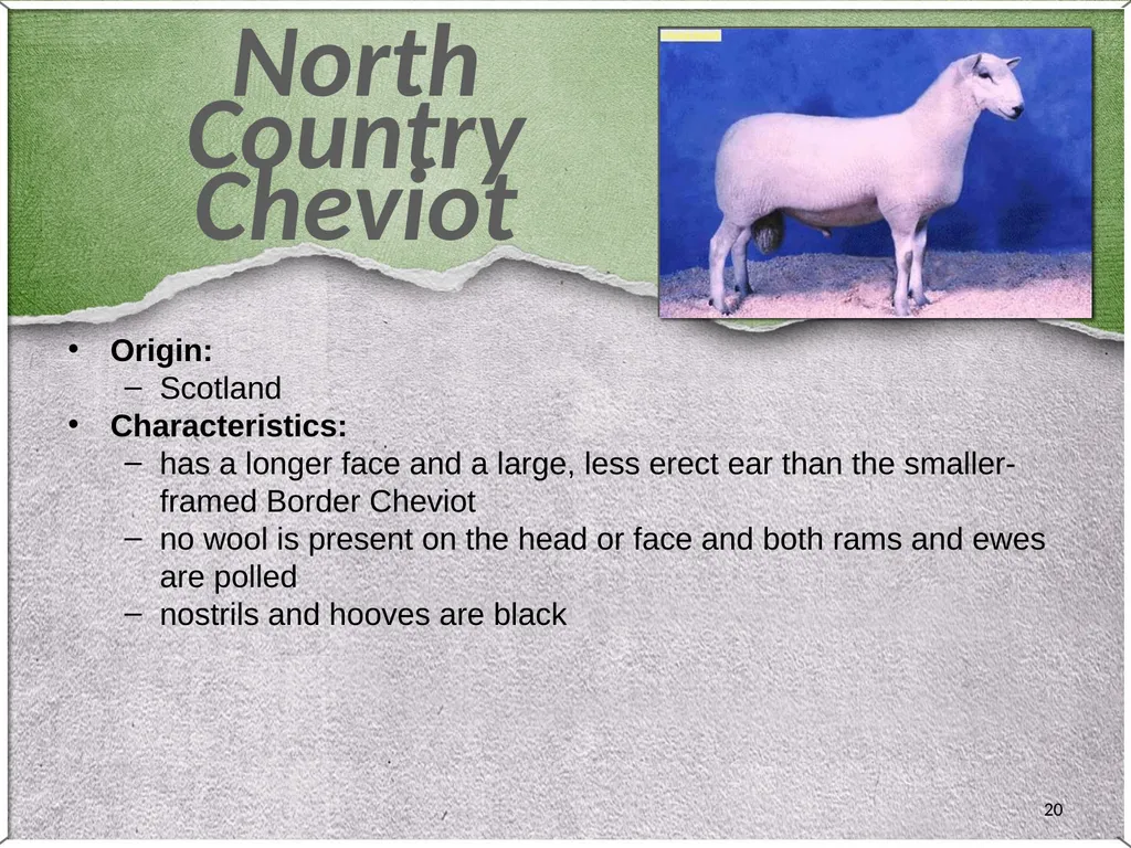 1 Sheep 2 Border Leicester Origin: Northumberland, - slide 20 of 45