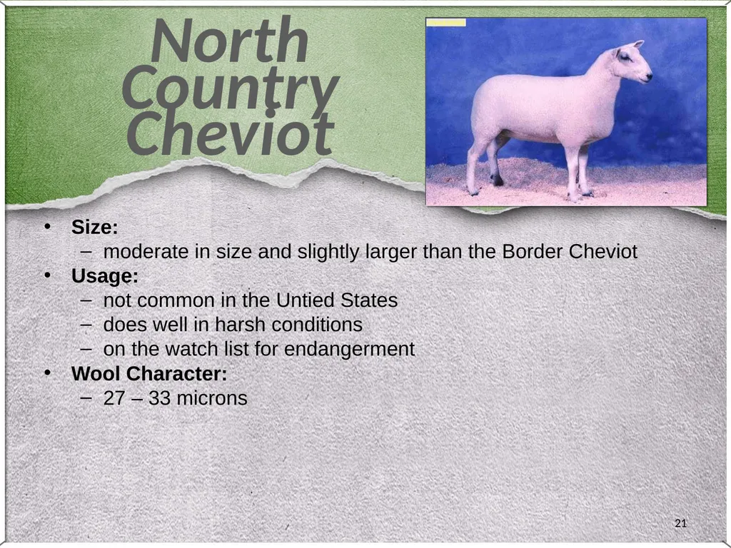 1 Sheep 2 Border Leicester Origin: Northumberland, - slide 21 of 45