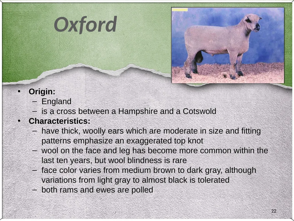 1 Sheep 2 Border Leicester Origin: Northumberland, - slide 22 of 45