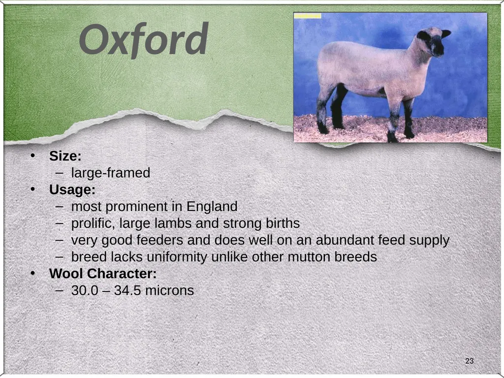 1 Sheep 2 Border Leicester Origin: Northumberland, - slide 23 of 45