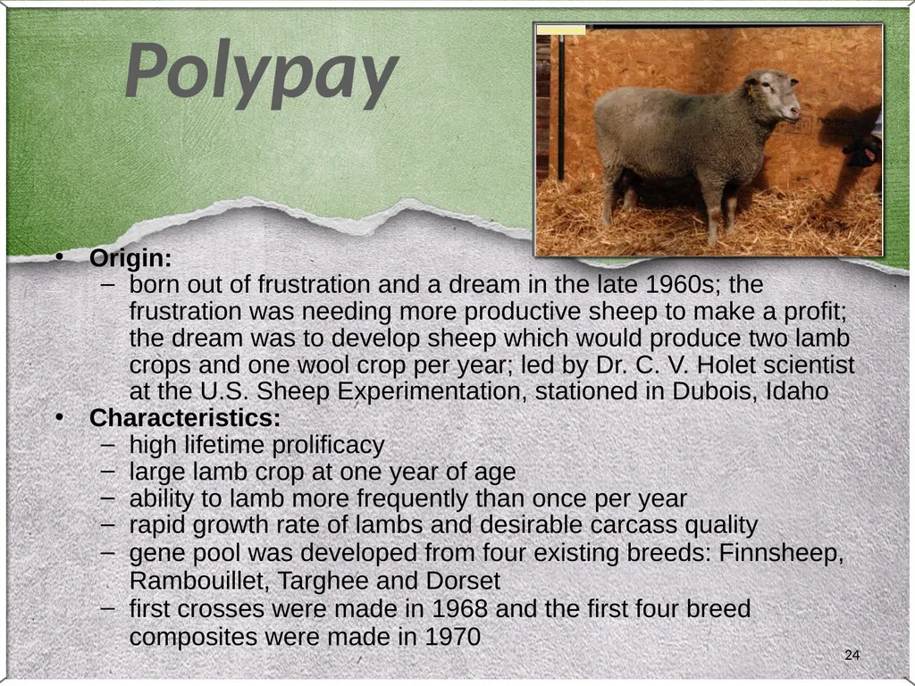 1 Sheep 2 Border Leicester Origin: Northumberland, - slide 24 of 45