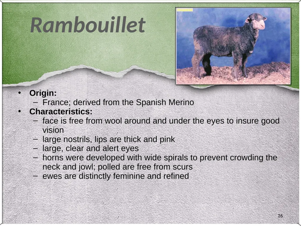 1 Sheep 2 Border Leicester Origin: Northumberland, - slide 26 of 45