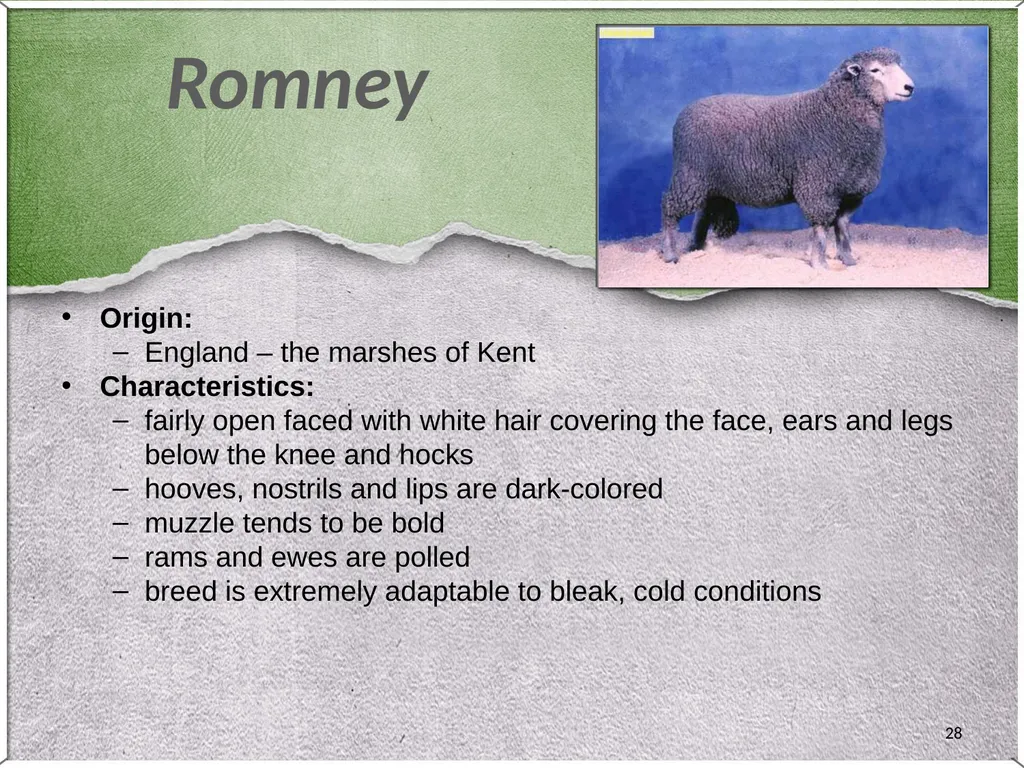 1 Sheep 2 Border Leicester Origin: Northumberland, - slide 28 of 45