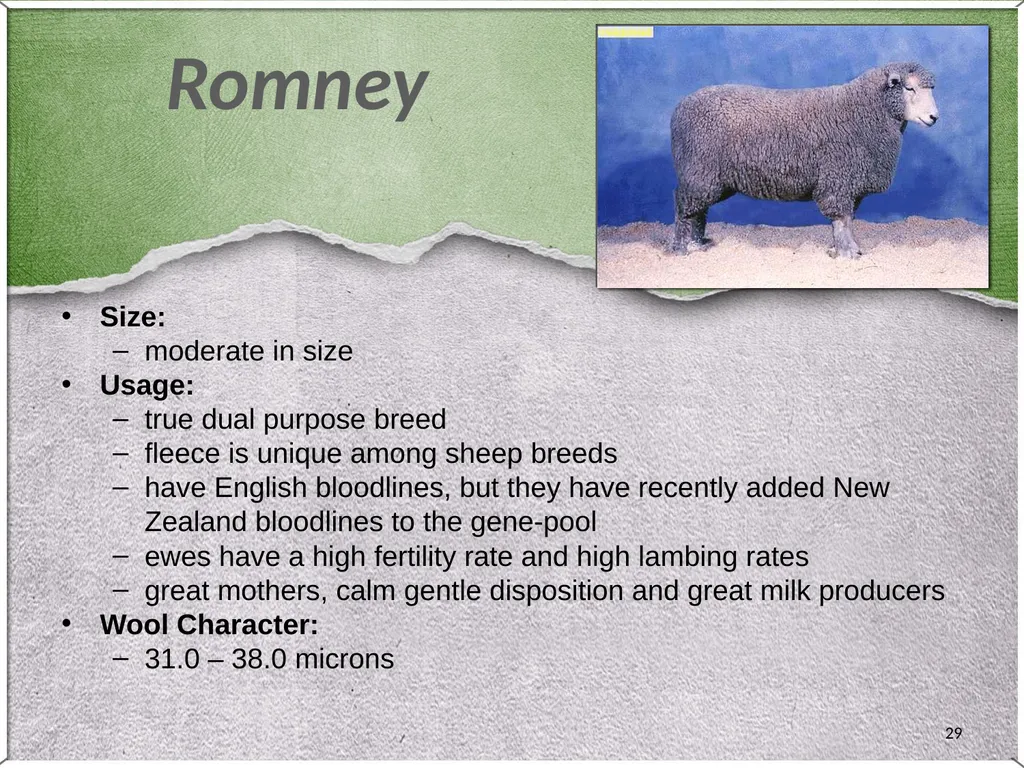 1 Sheep 2 Border Leicester Origin: Northumberland, - slide 29 of 45