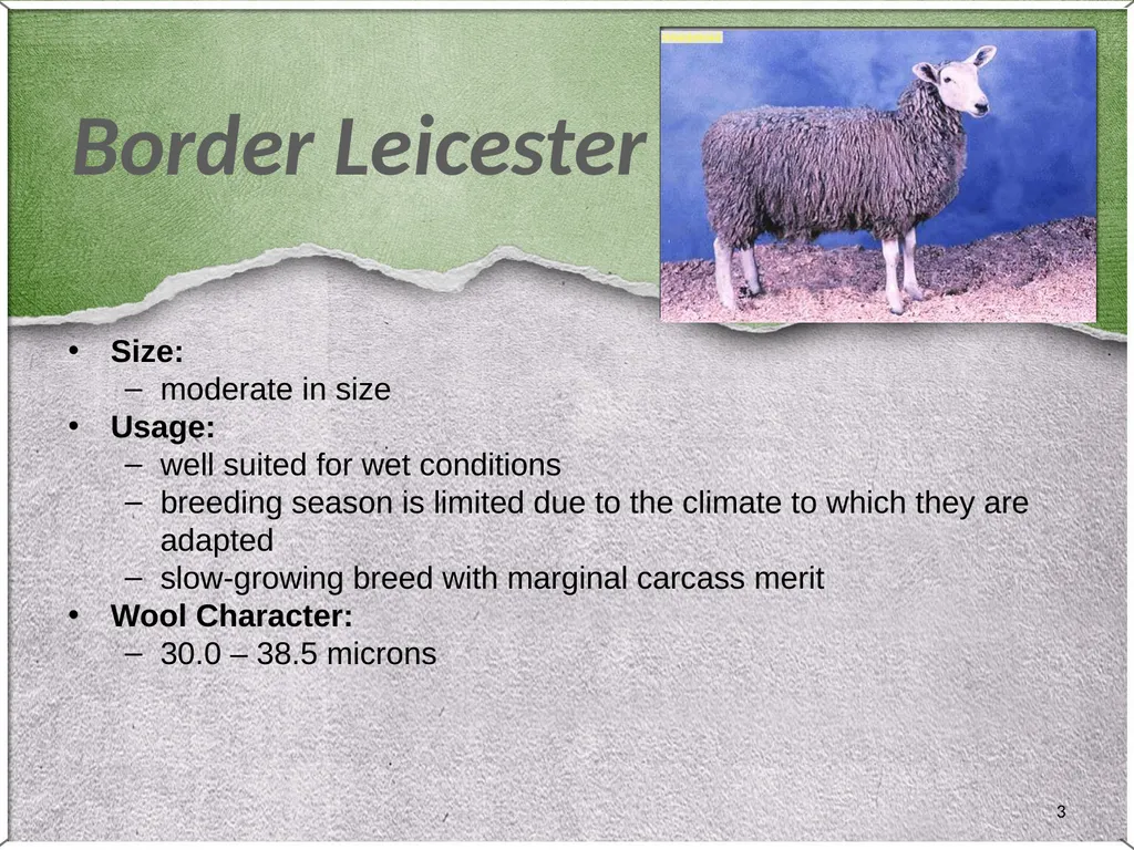 1 Sheep 2 Border Leicester Origin: Northumberland, - slide 3 of 45