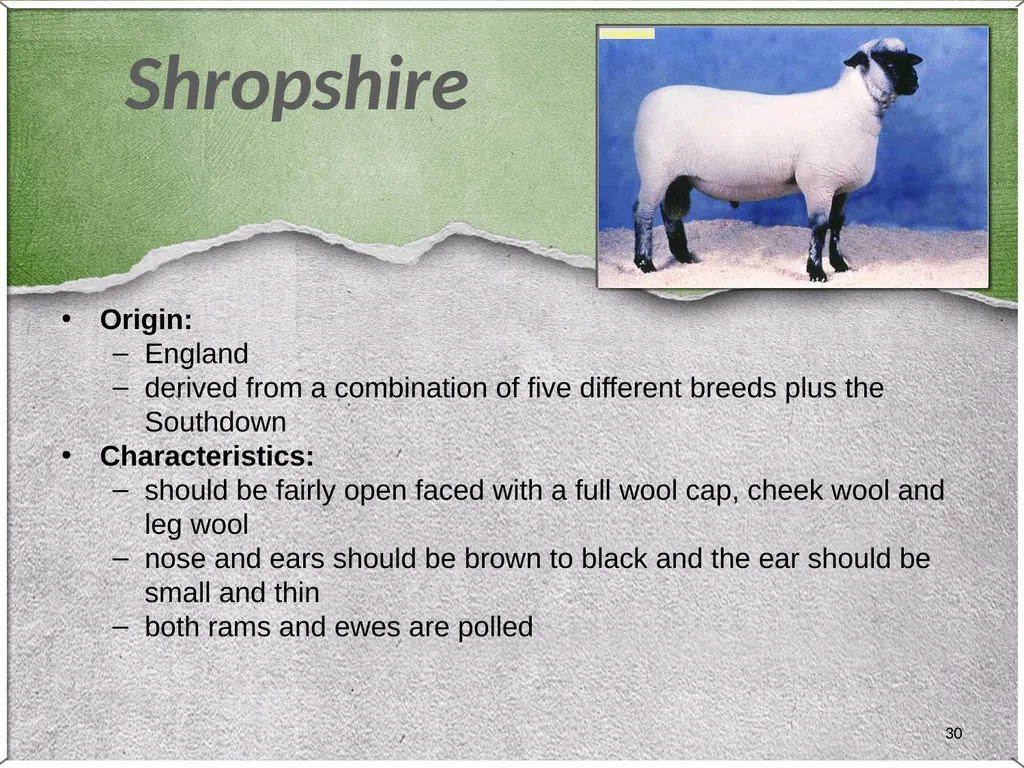1 Sheep 2 Border Leicester Origin: Northumberland, - slide 30 of 45