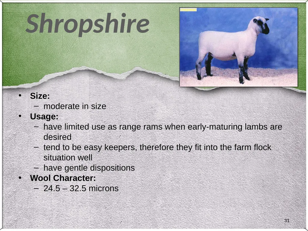 1 Sheep 2 Border Leicester Origin: Northumberland, - slide 31 of 45