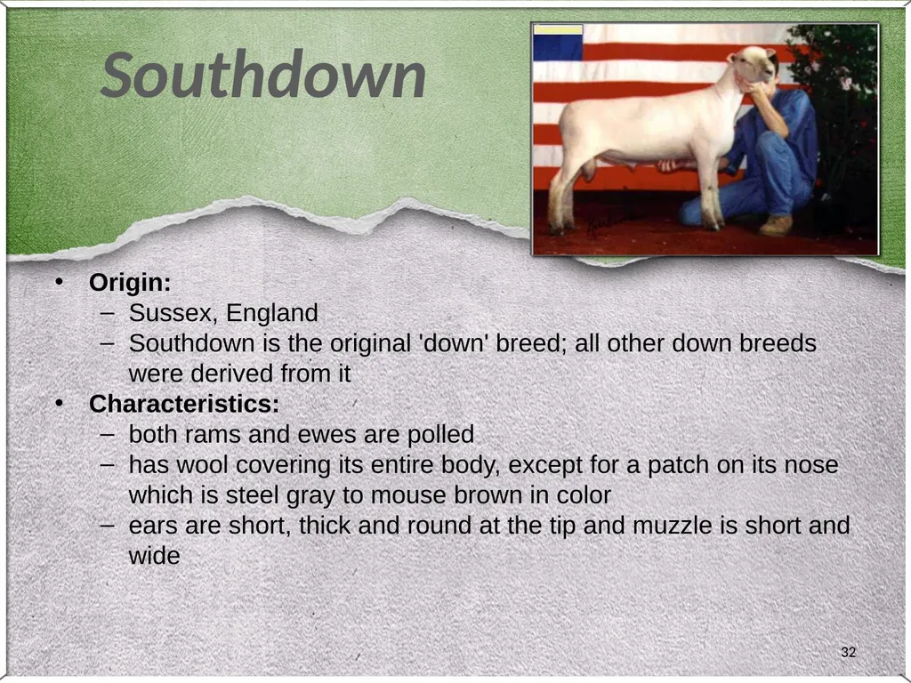 1 Sheep 2 Border Leicester Origin: Northumberland, - slide 32 of 45