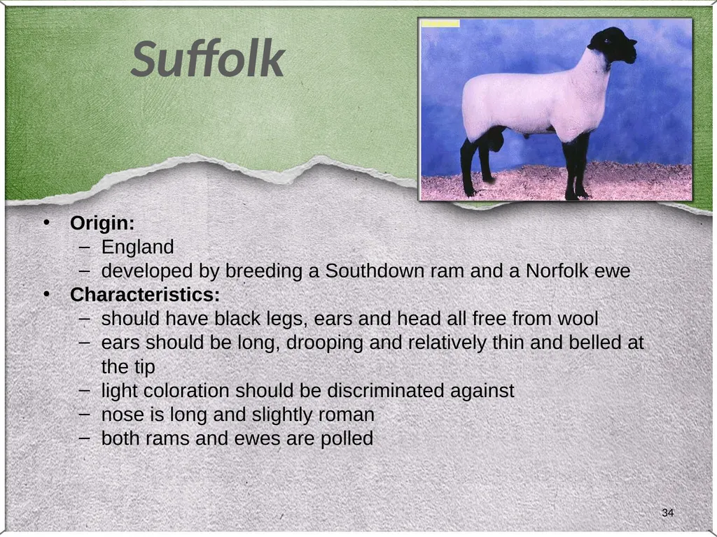 1 Sheep 2 Border Leicester Origin: Northumberland, - slide 34 of 45