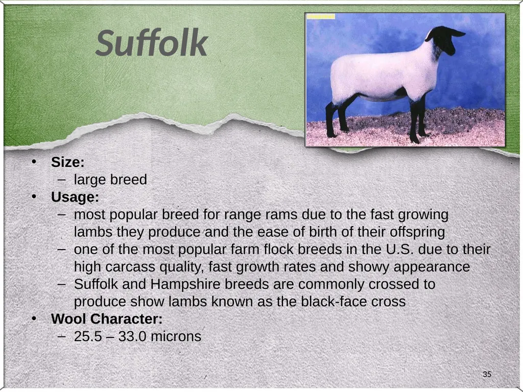 1 Sheep 2 Border Leicester Origin: Northumberland, - slide 35 of 45