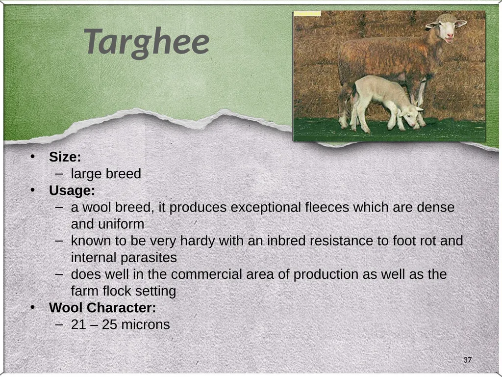1 Sheep 2 Border Leicester Origin: Northumberland, - slide 37 of 45