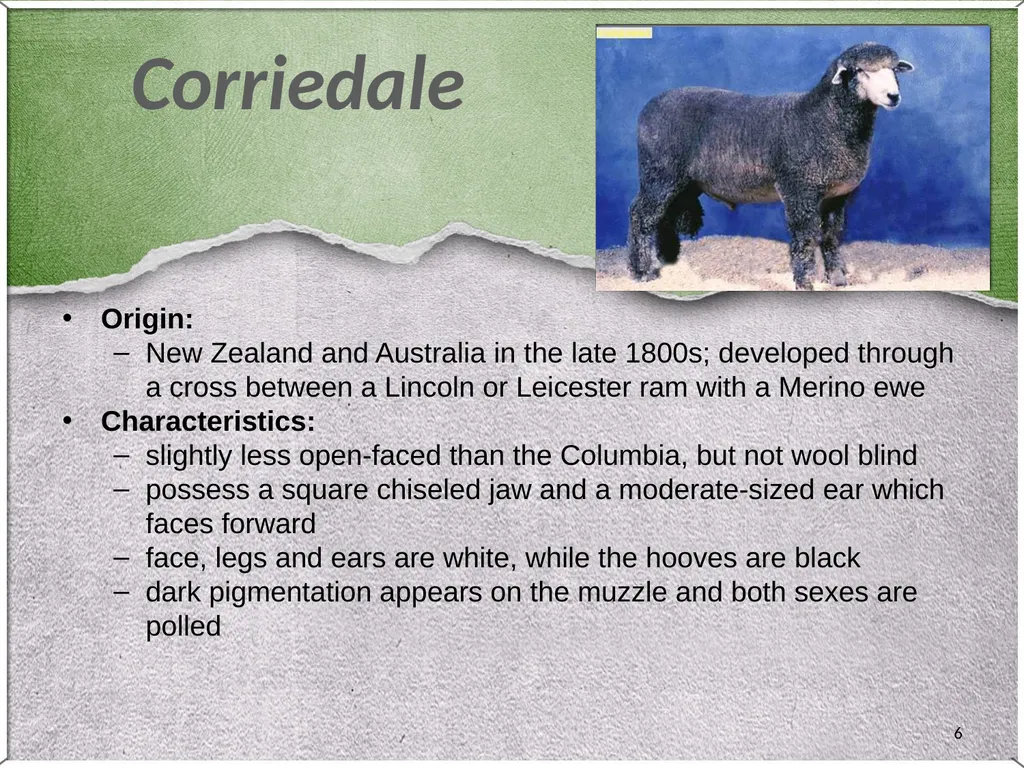 1 Sheep 2 Border Leicester Origin: Northumberland, - slide 6 of 45