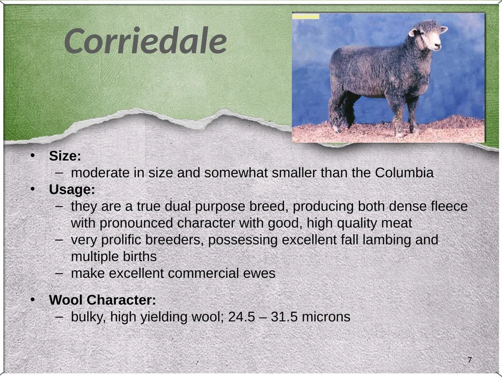 1 Sheep 2 Border Leicester Origin: Northumberland, - slide 7 of 45