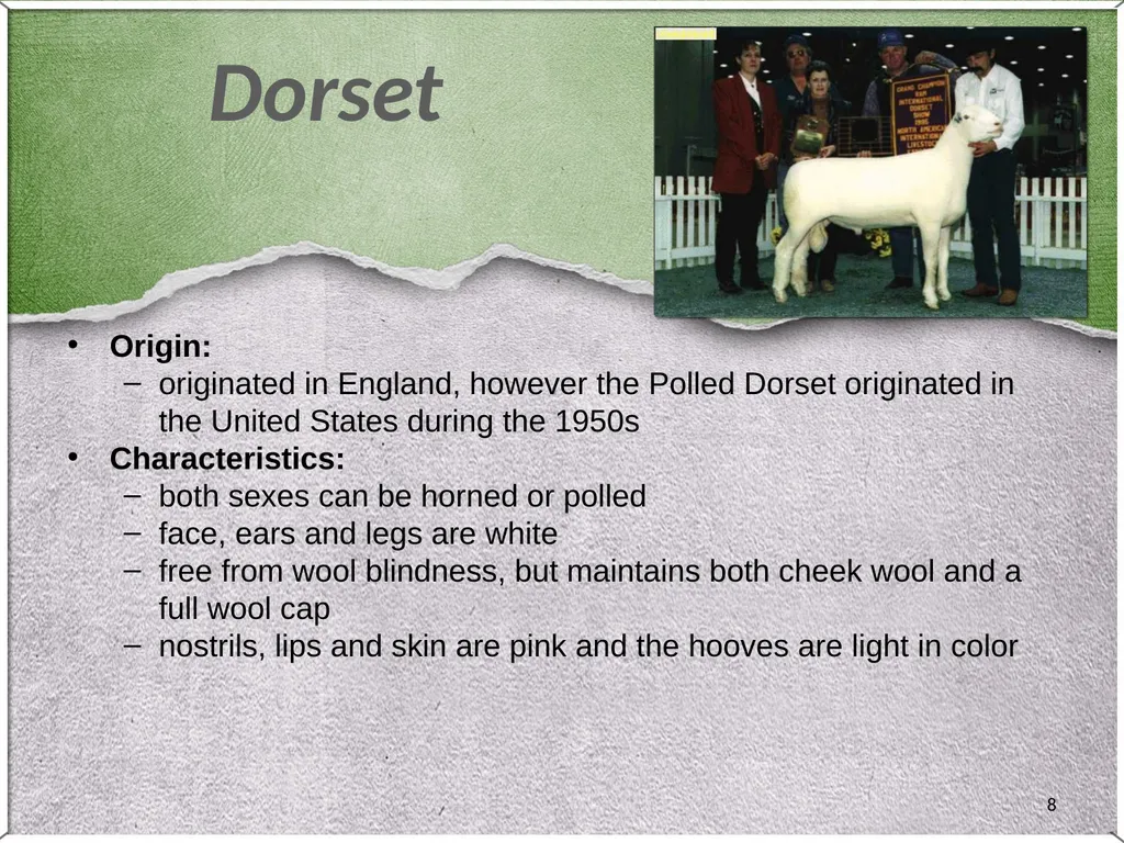 1 Sheep 2 Border Leicester Origin: Northumberland, - slide 8 of 45