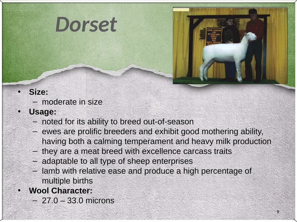 1 Sheep 2 Border Leicester Origin: Northumberland, - slide 9 of 45