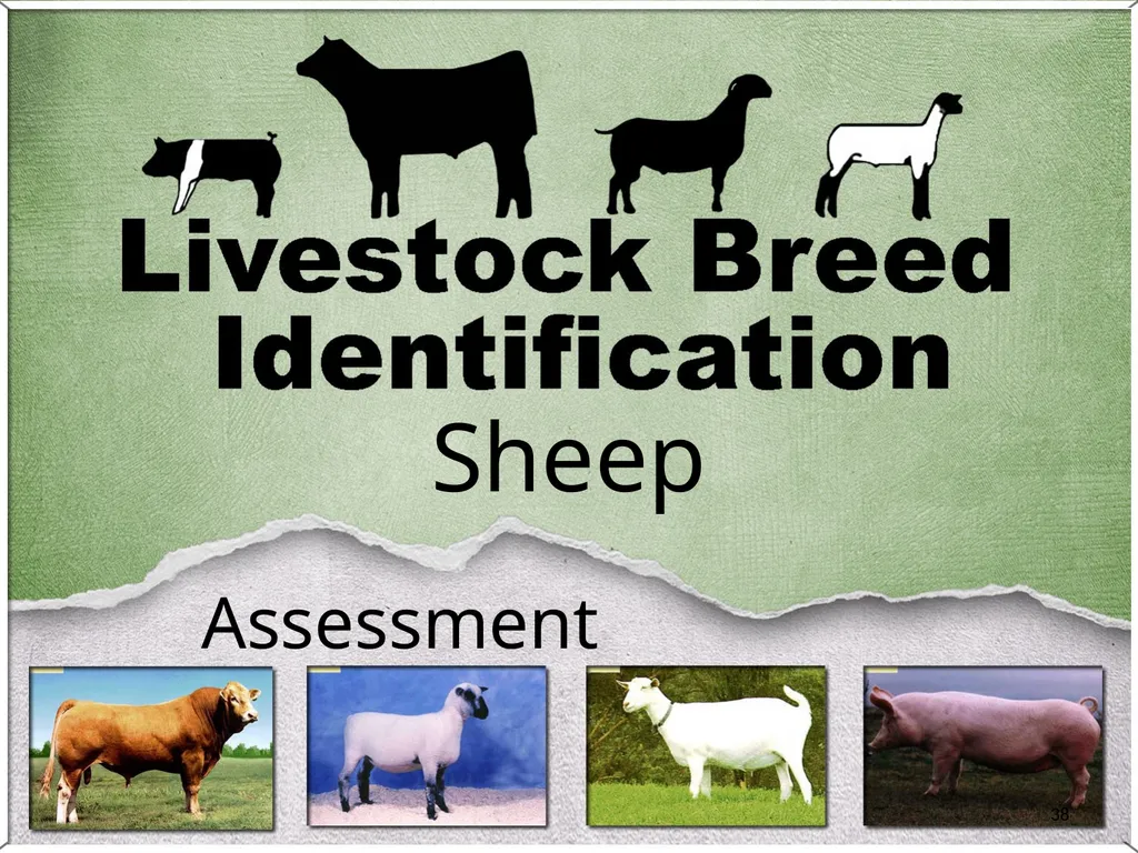 1 Sheep 2 Border Leicester Origin: Northumberland, - slide 38 of 45