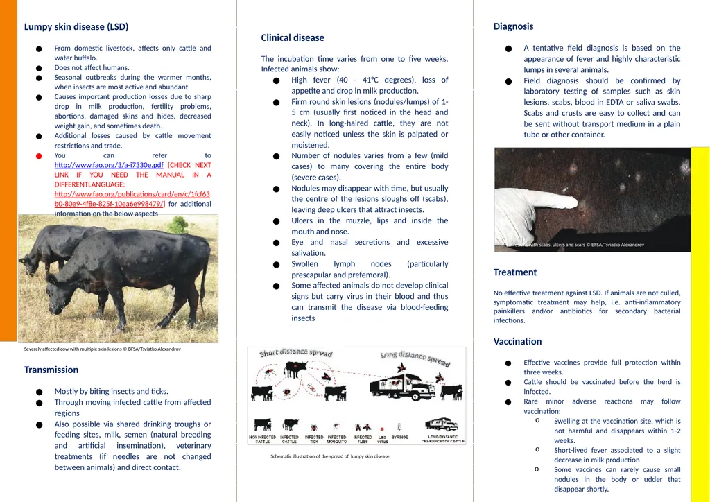 Monitor cattle and notify suspected cases During - slide 2 of 2