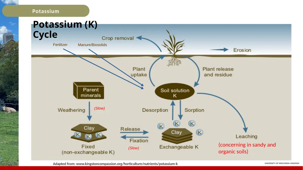 Potassium Basics Potassium Basics Chemical symbol - slide 6 of 24