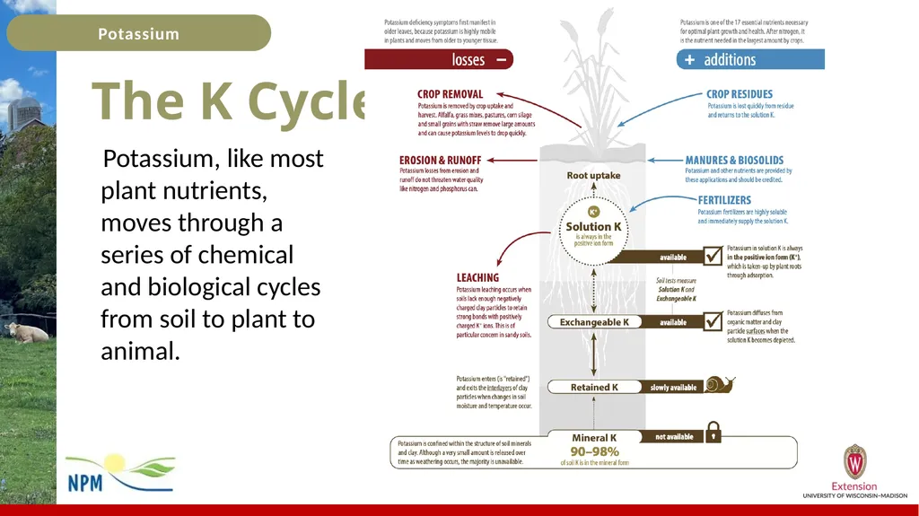Potassium Basics Potassium Basics Chemical symbol - slide 8 of 24
